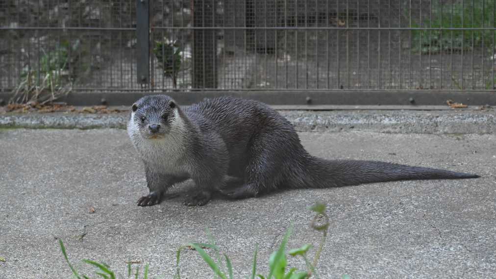 ユーラシアカワウソ1