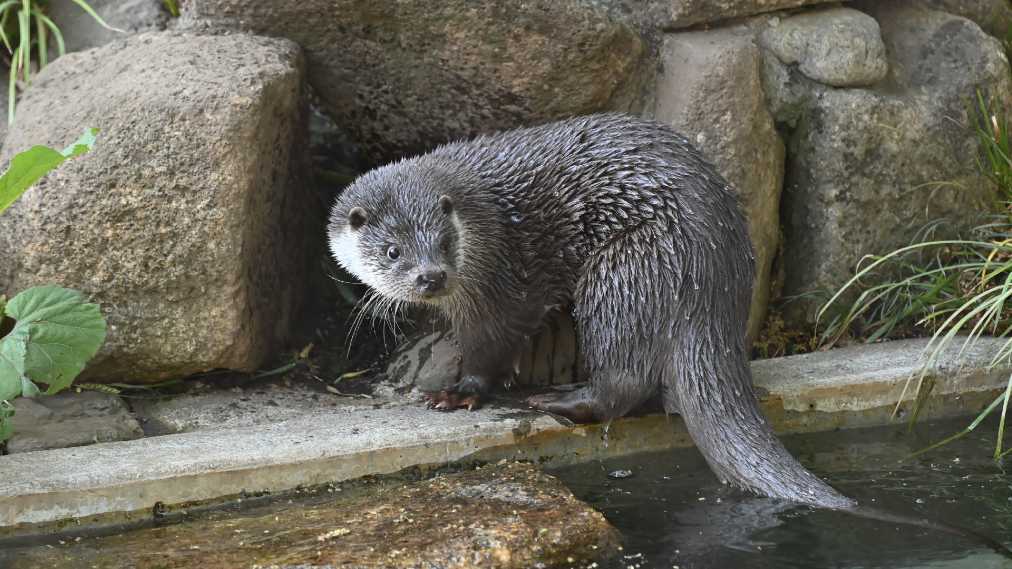 ユーラシアカワウソ2