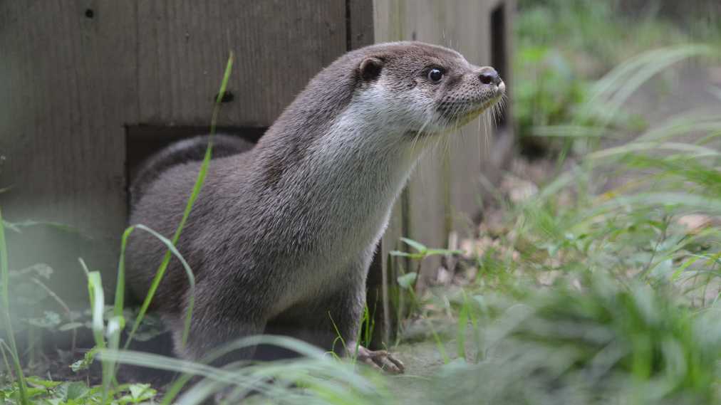 ユーラシアカワウソ3