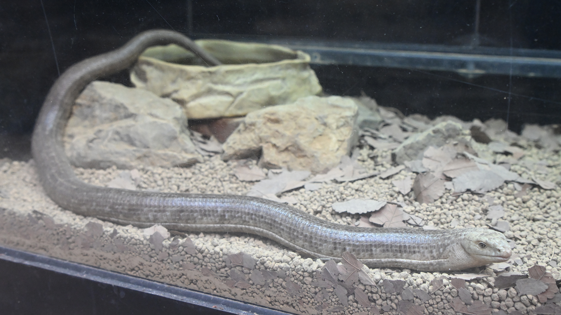 ヨーロッパヘビトカゲ