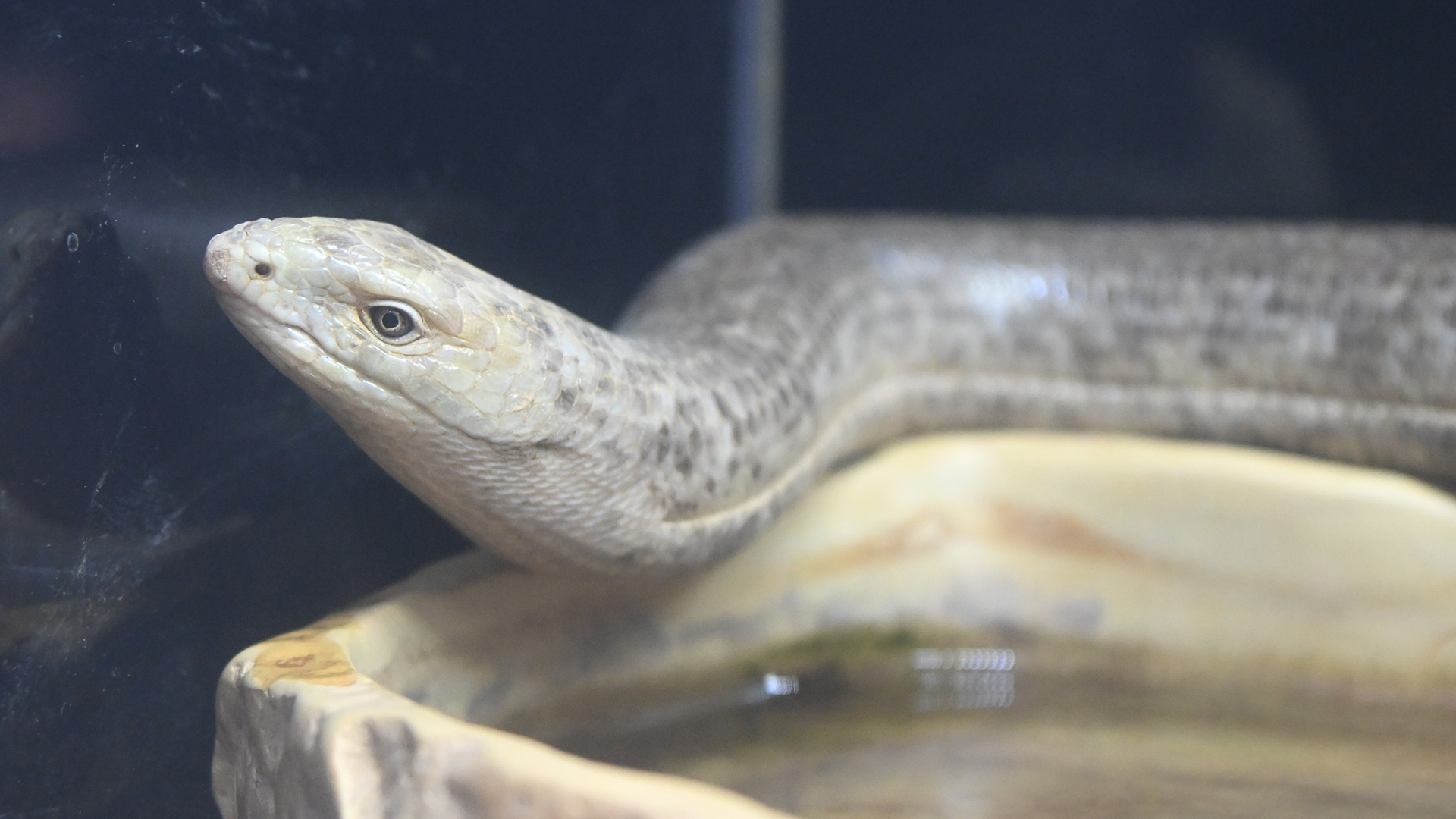 ヨーロッパヘビトカゲ