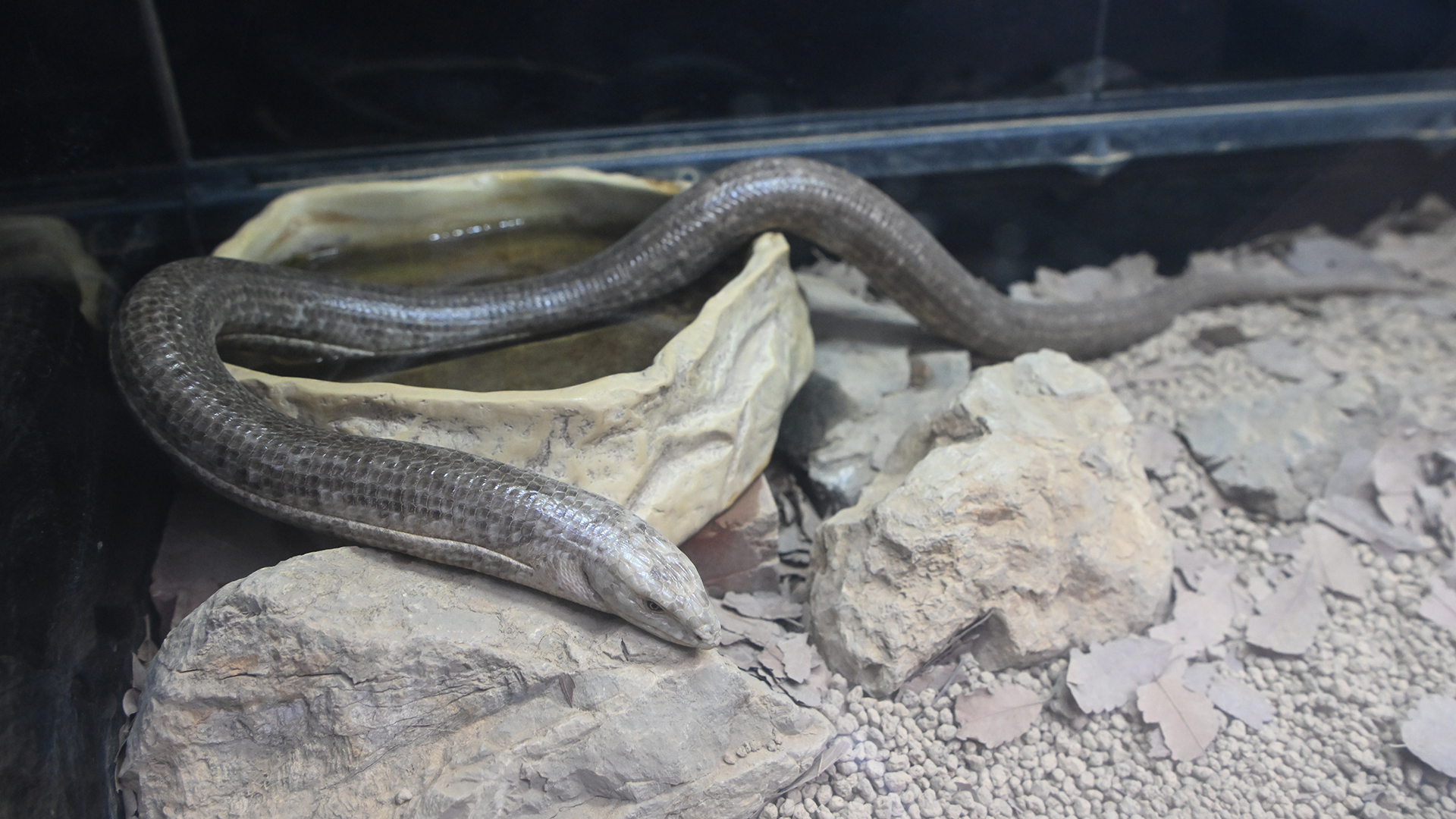 ヨーロッパヘビトカゲ