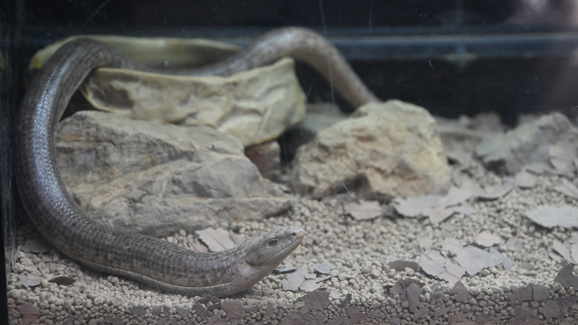 ヨーロッパヘビトカゲ