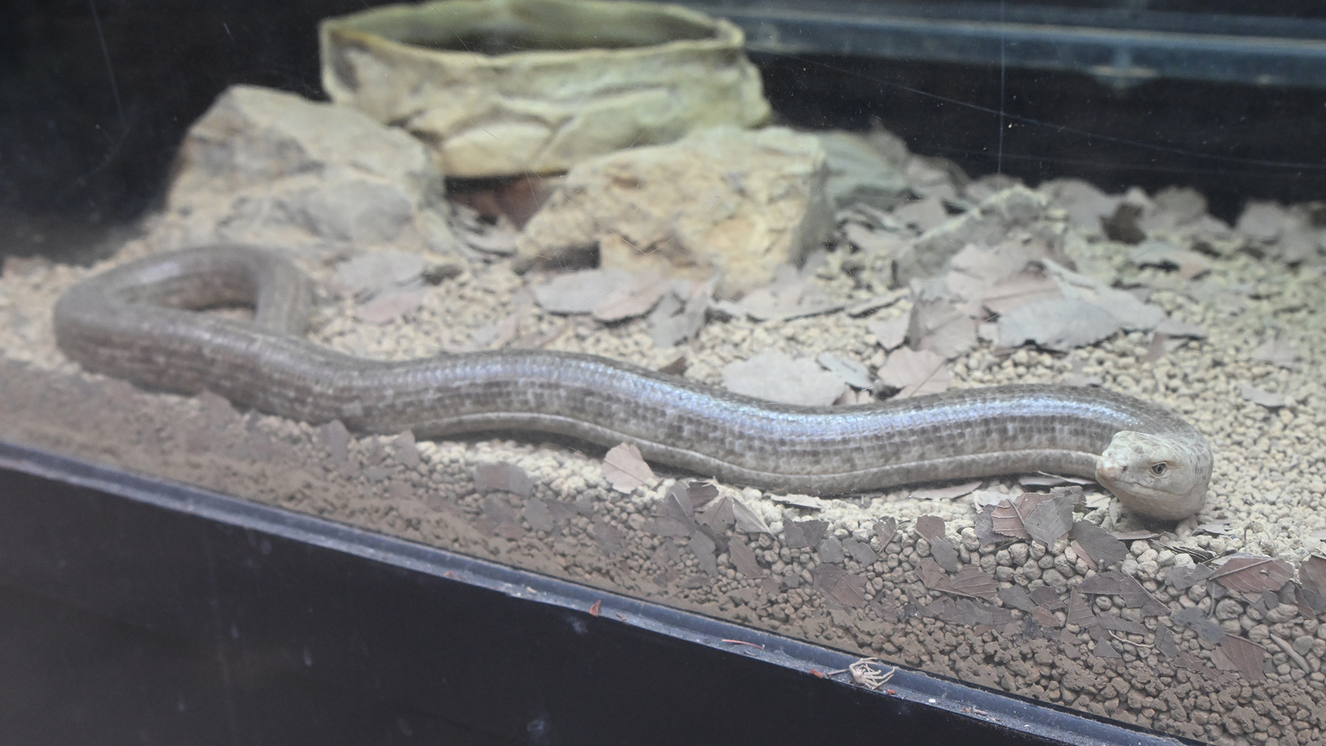 ヨーロッパヘビトカゲ