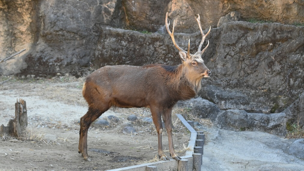 ニホンカモシカ