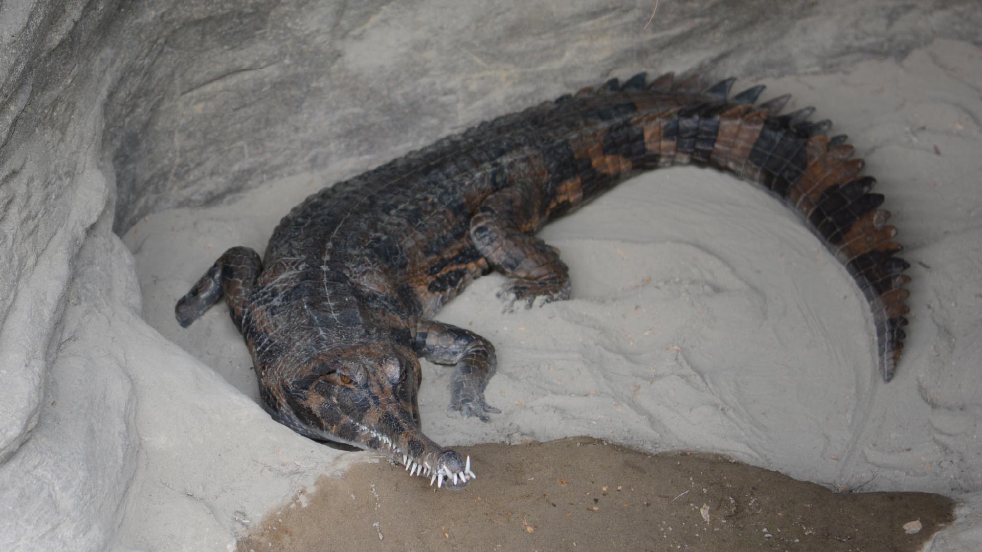 マレーガビアル