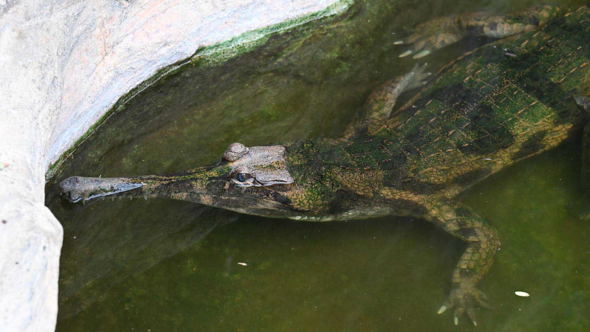 マレーガビアル