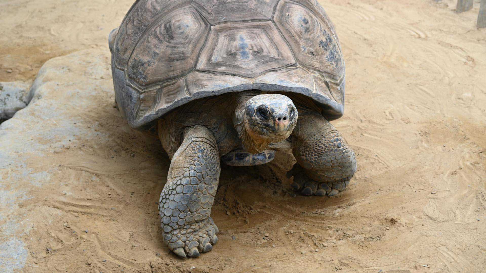 ガラパゴスゾウガメ