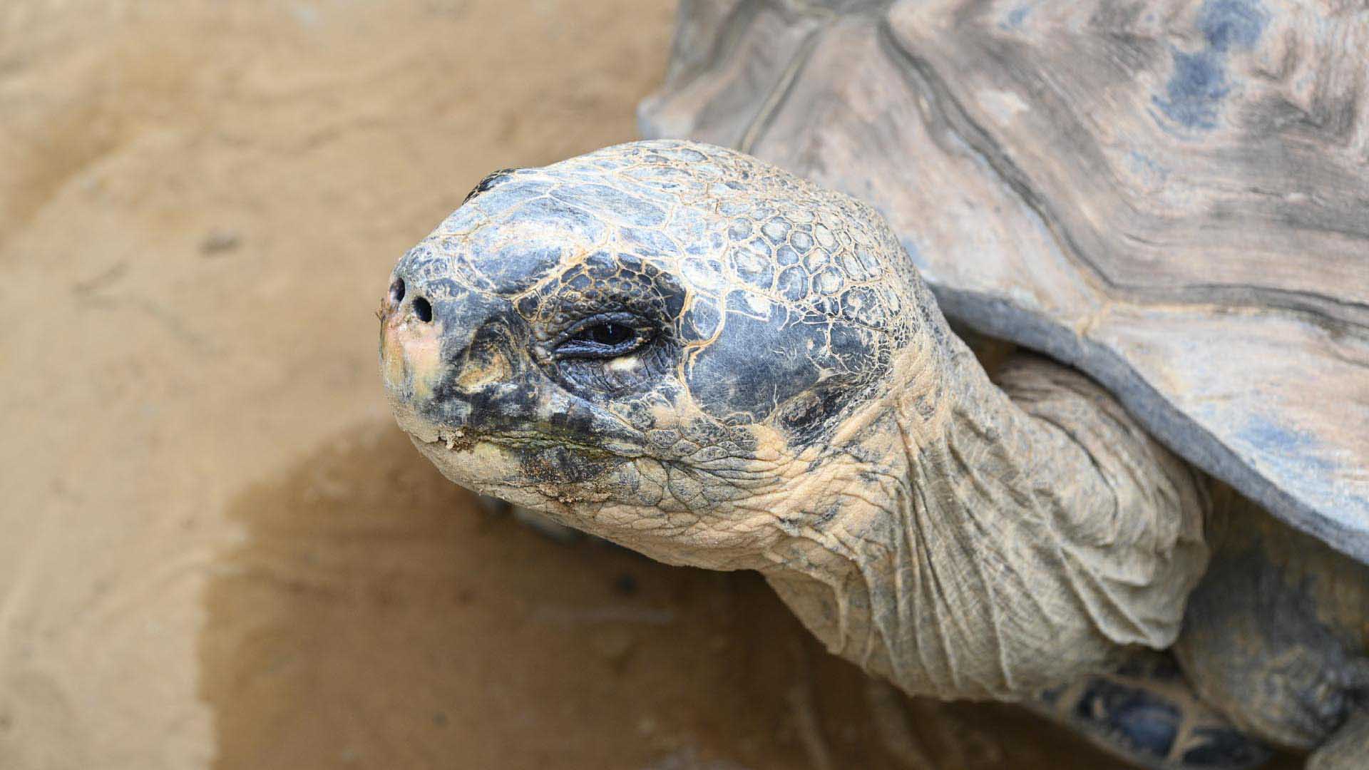 ガラパゴス産ゾウガメ