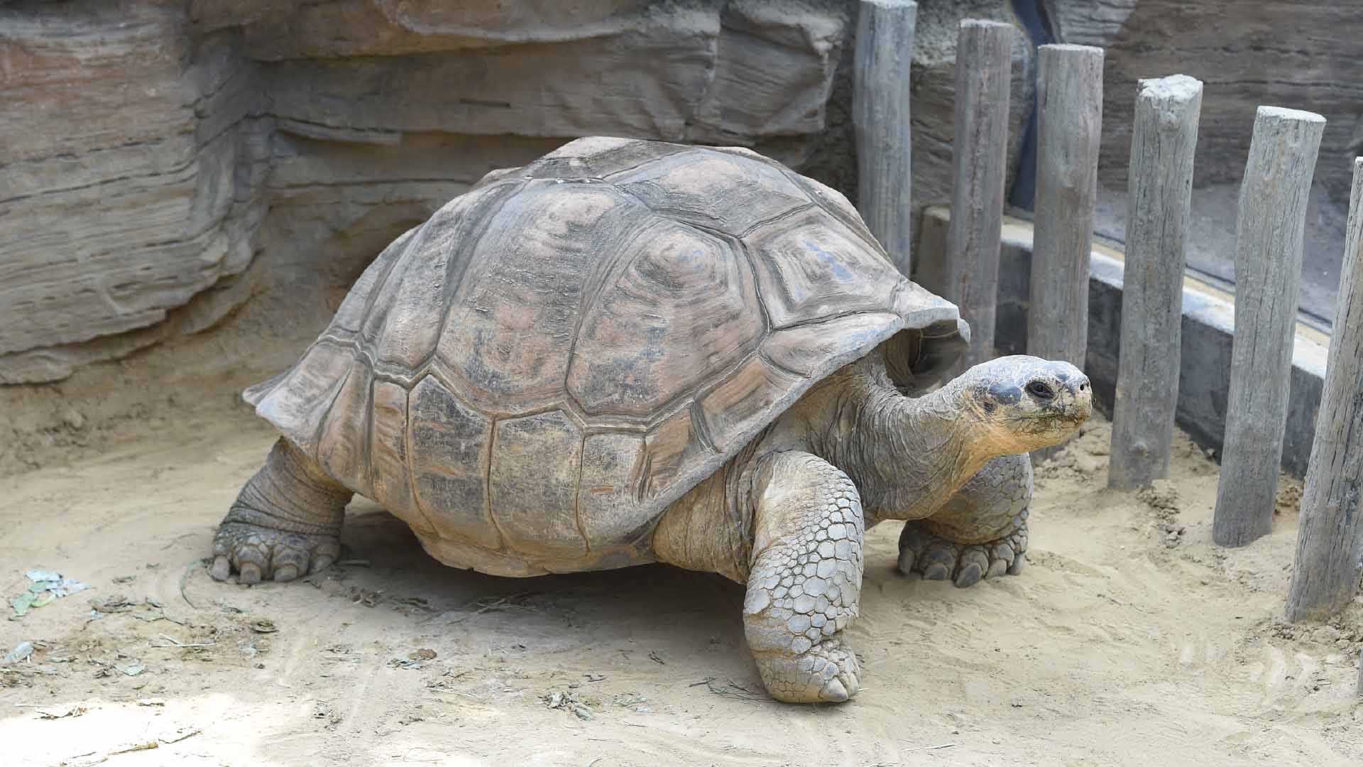 ガラパゴス産ゾウガメ