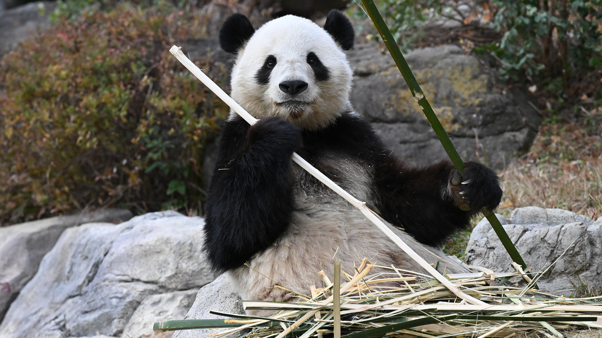 ジャイアントパンダ