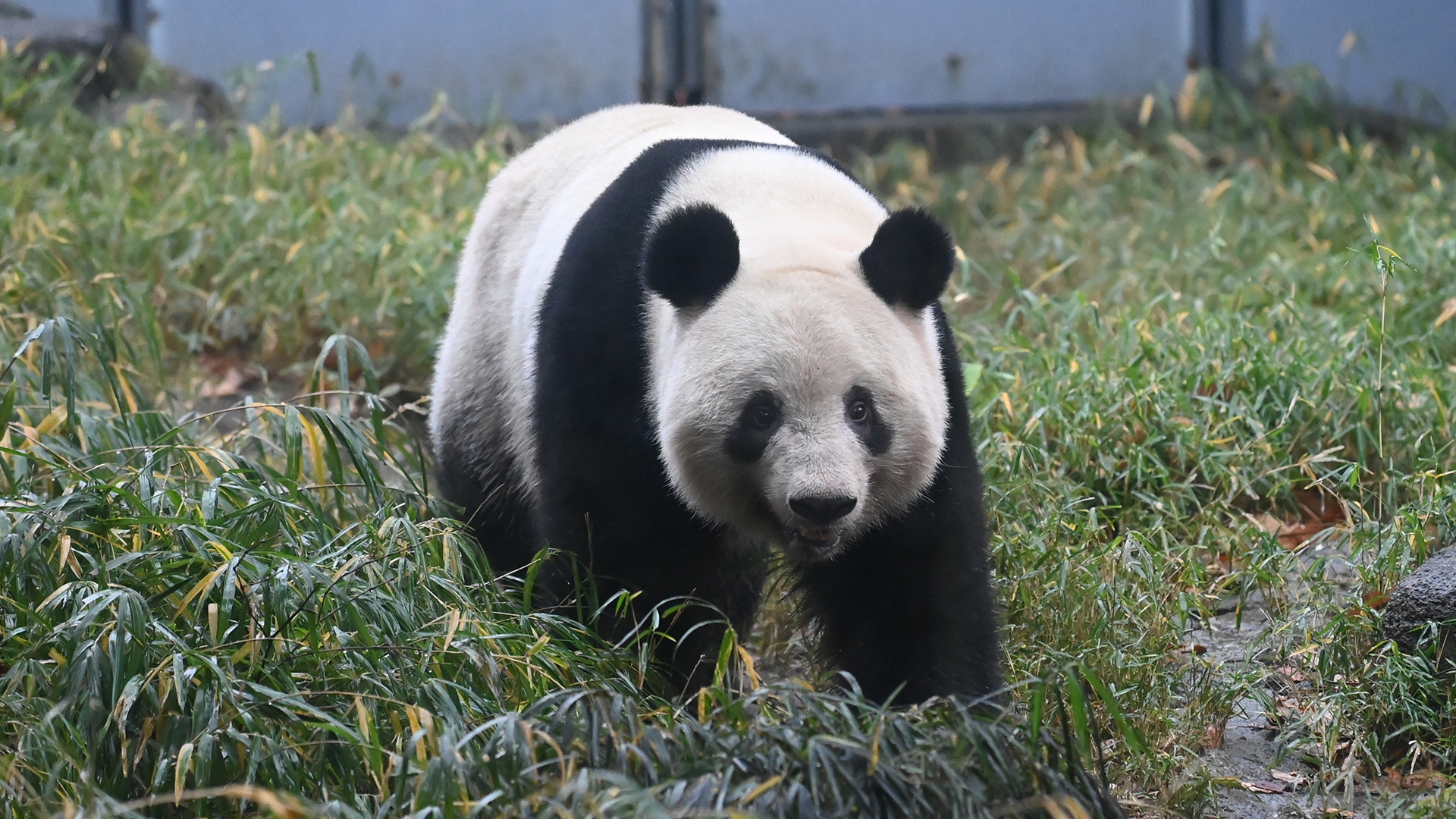 ジャイアントパンダ