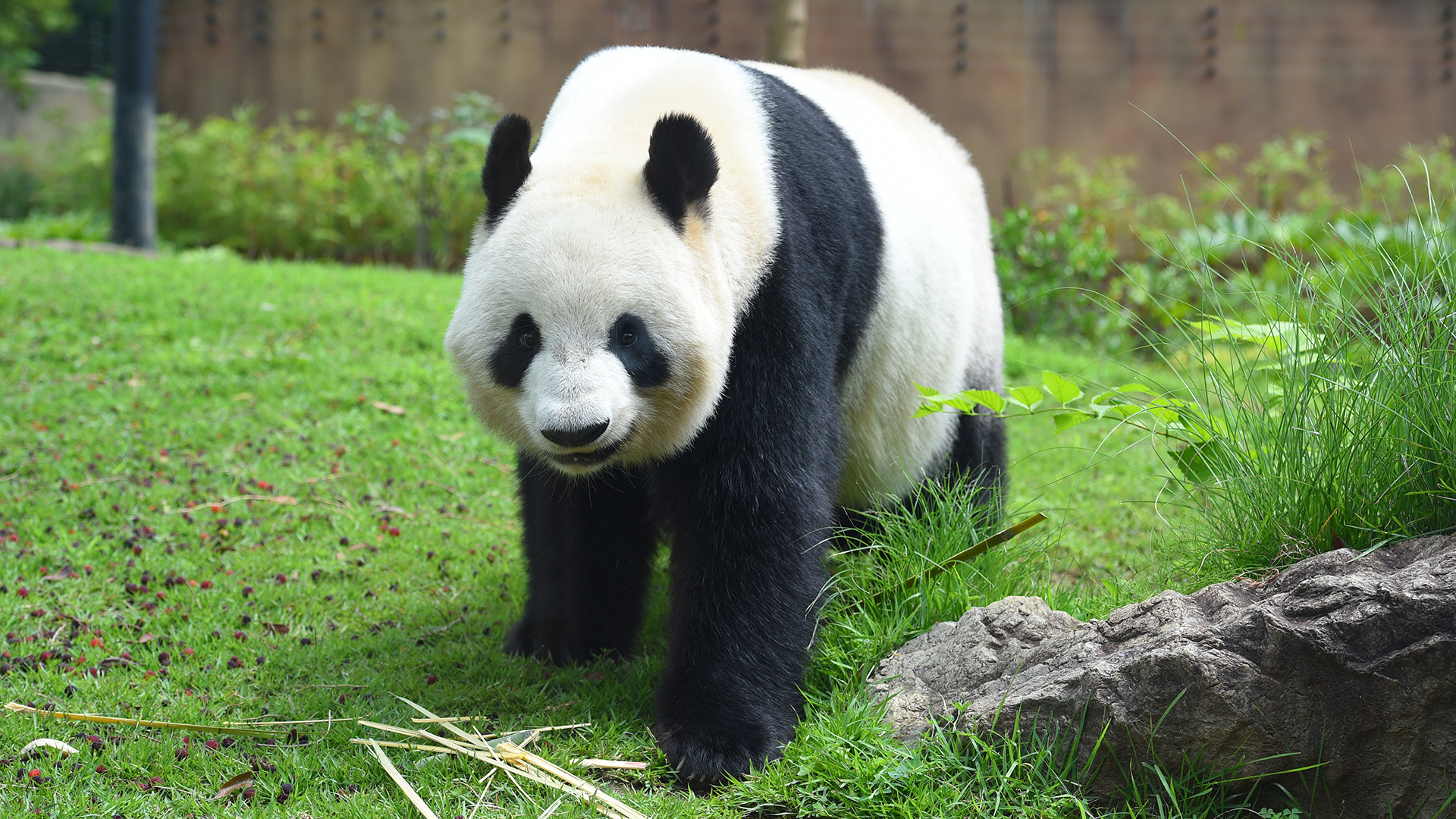 ジャイアントパンダ