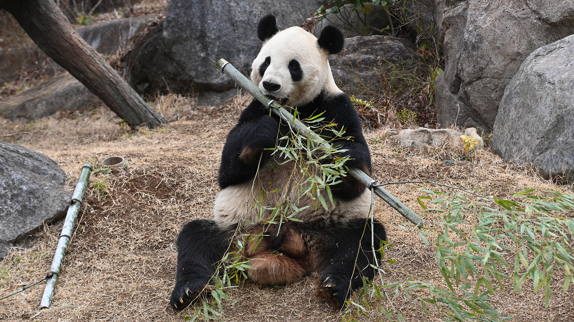 ジャイアントパンダ