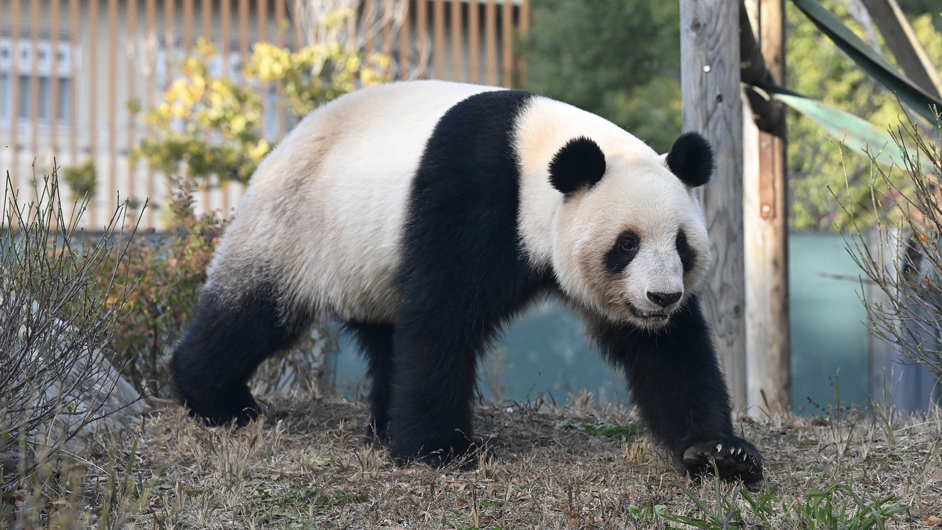 ジャイアントパンダ