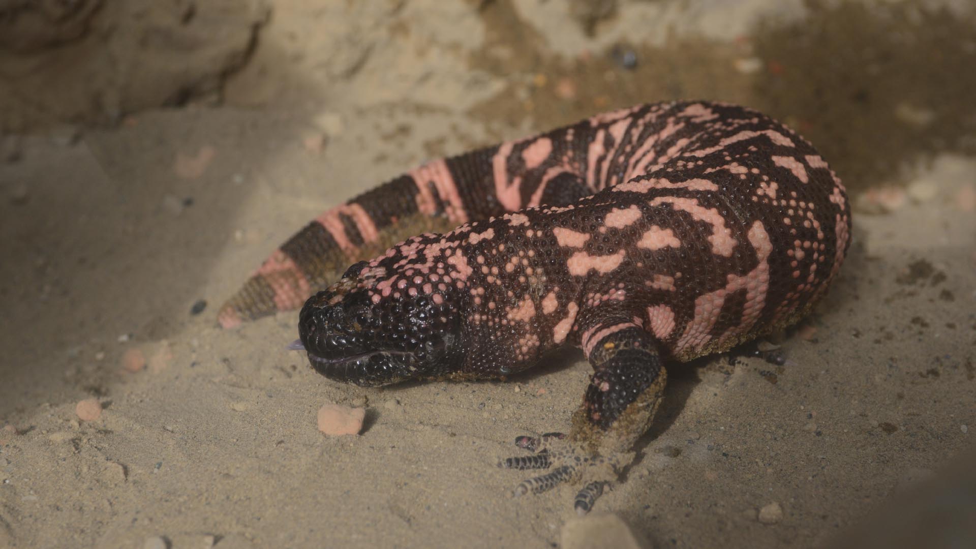 アメリカドクトカゲ