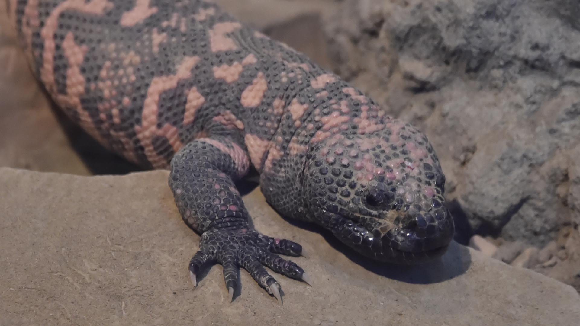 アメリカドクトカゲ