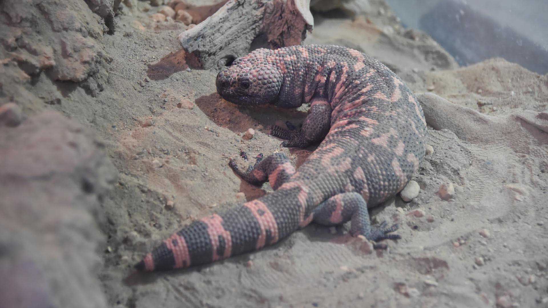 アメリカドクトカゲ