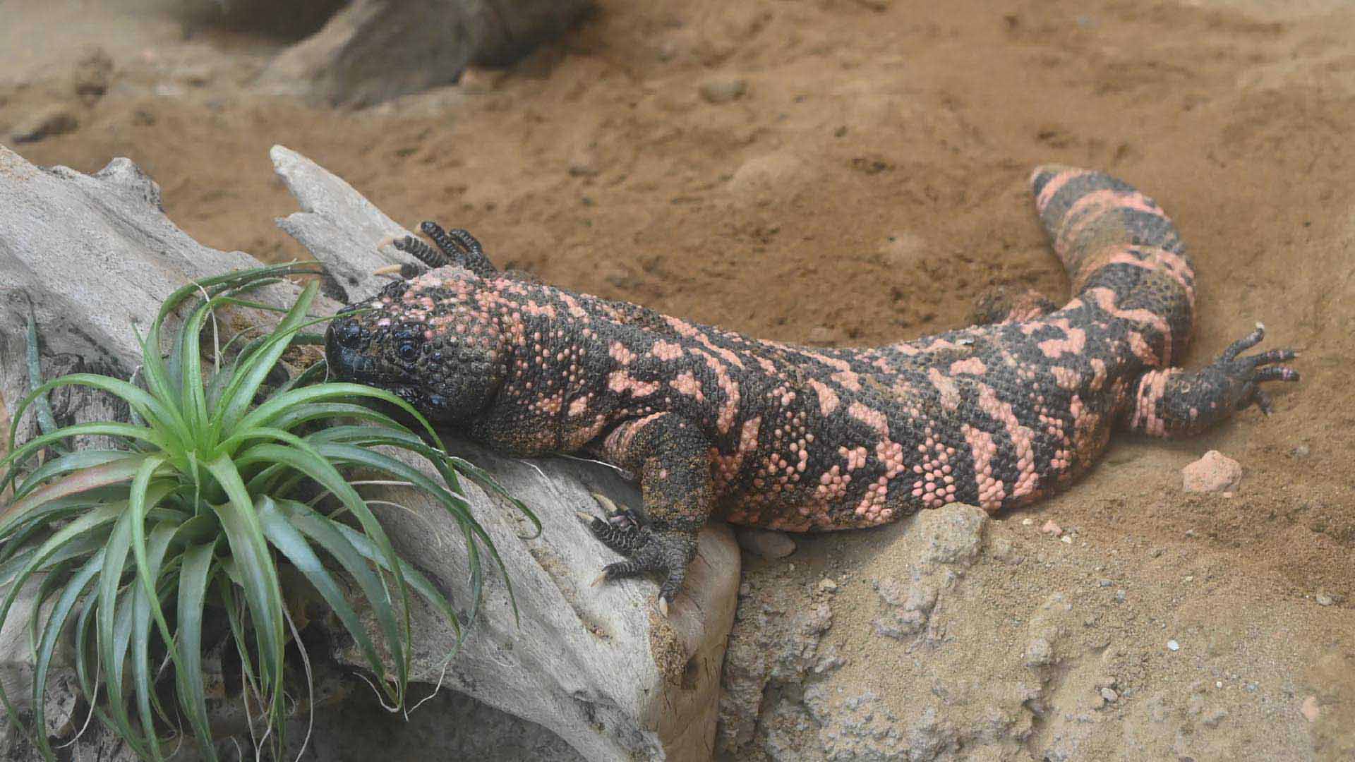 アメリカドクトカゲ