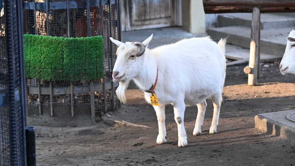 ヤギ1