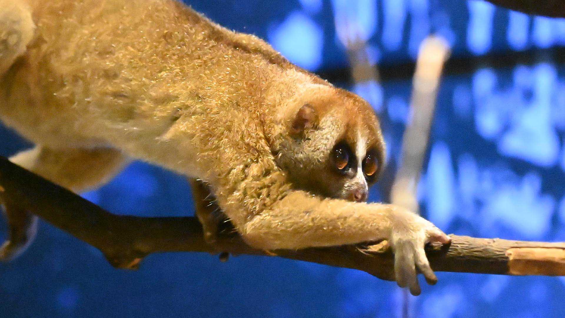 スンダスローロリス