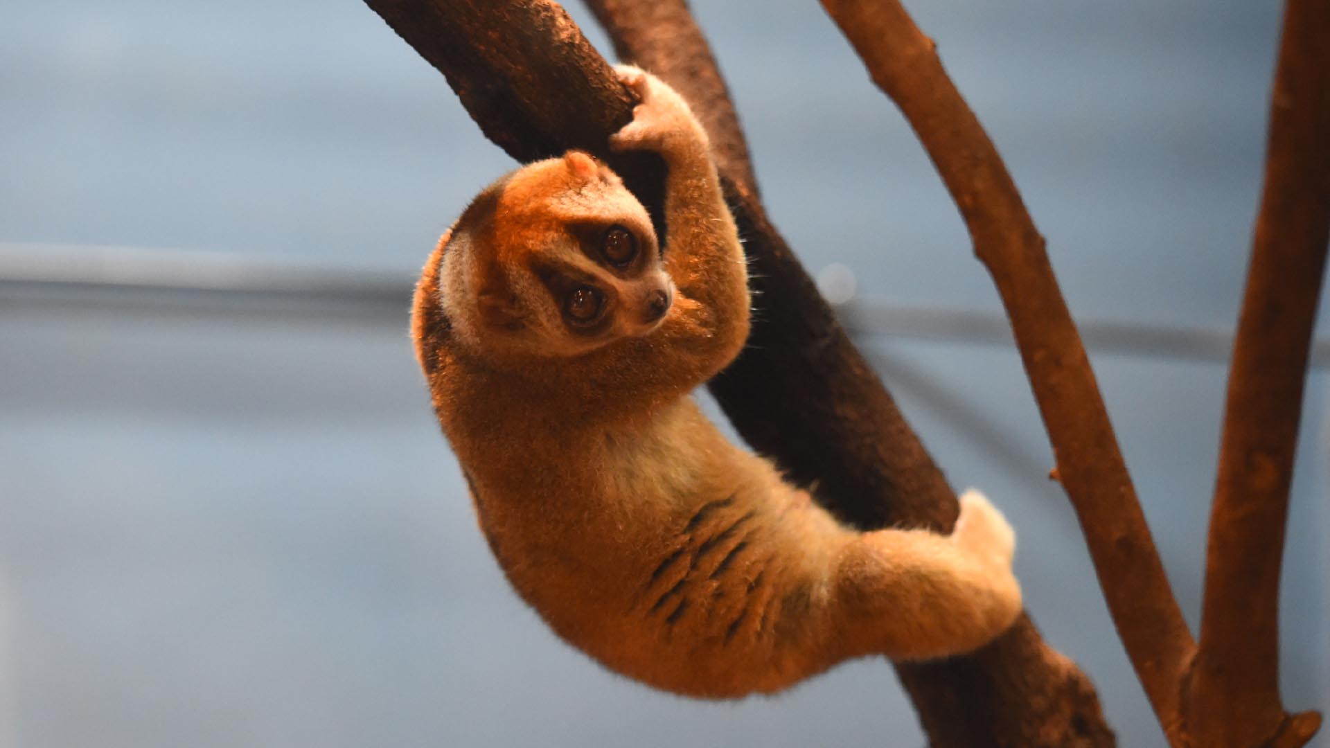 スンダスローロリス