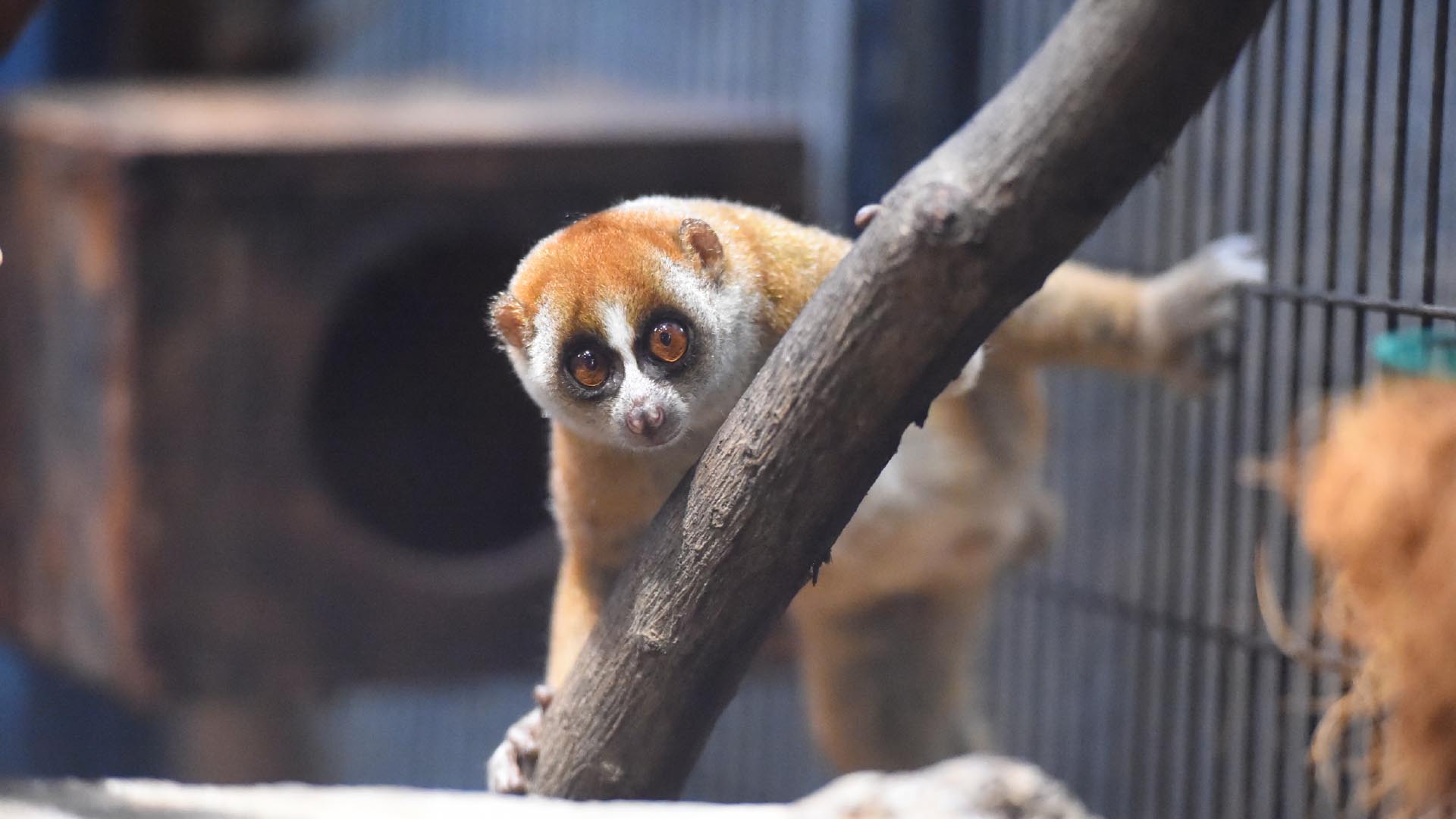 スンダスローロリス