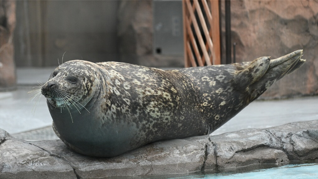 ゼニガタアザラシ