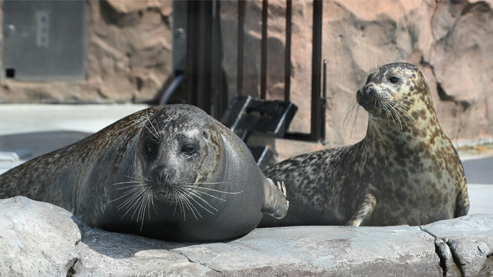 ゼニガタアザラシ