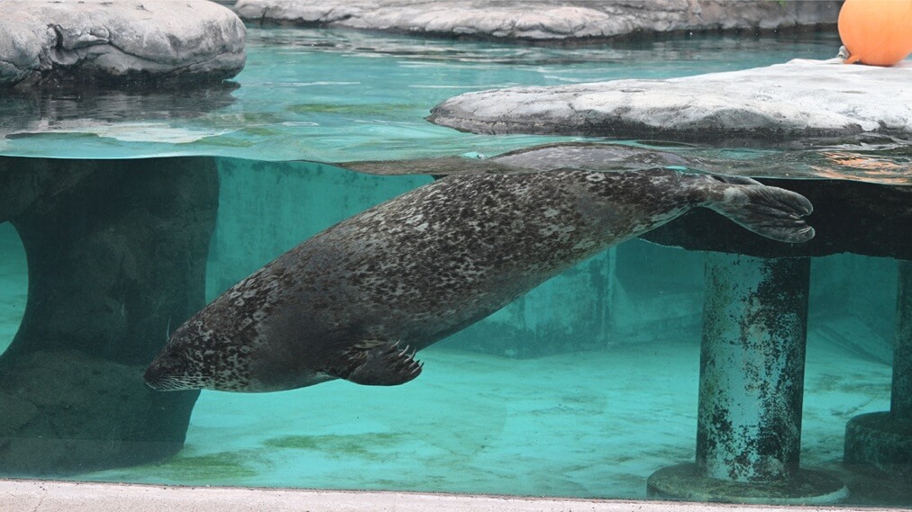 ゼニガタアザラシ