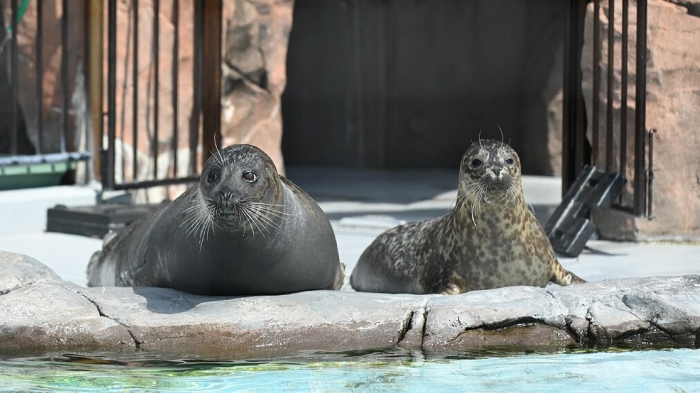 ゼニガタアザラシ