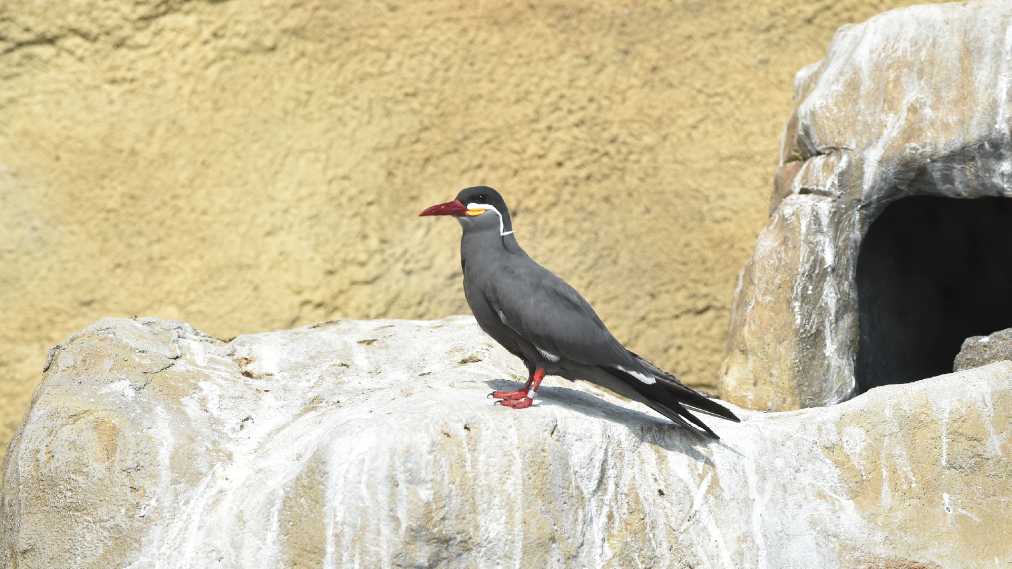 インカアジサシ