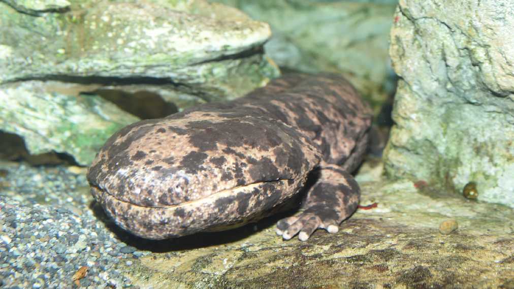 オオサンショウウオ