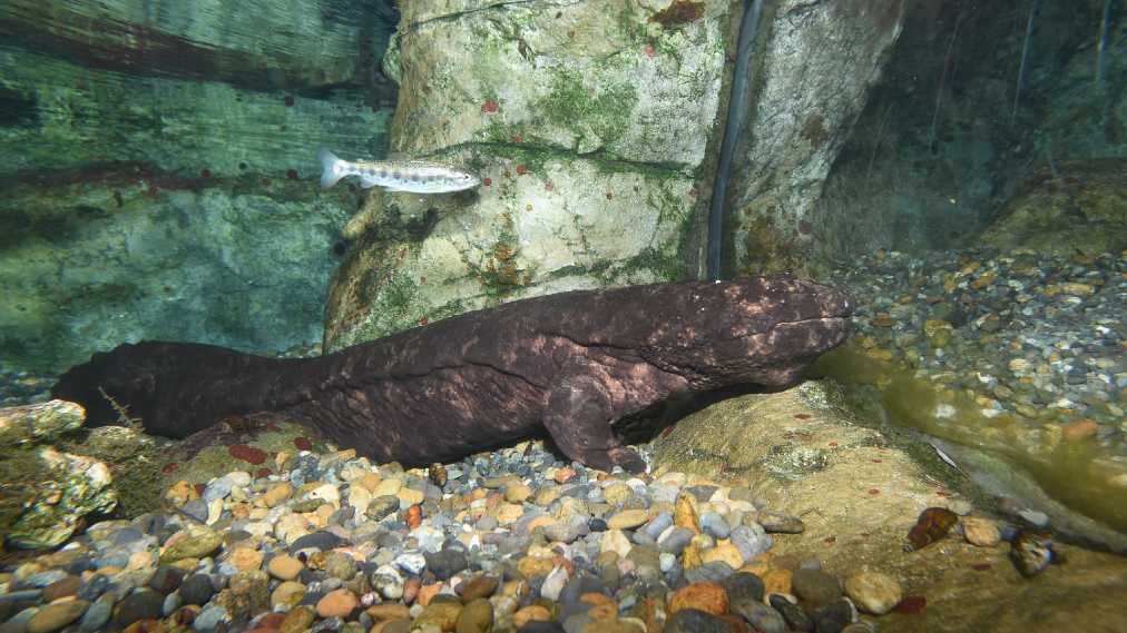 オオサンショウウオ