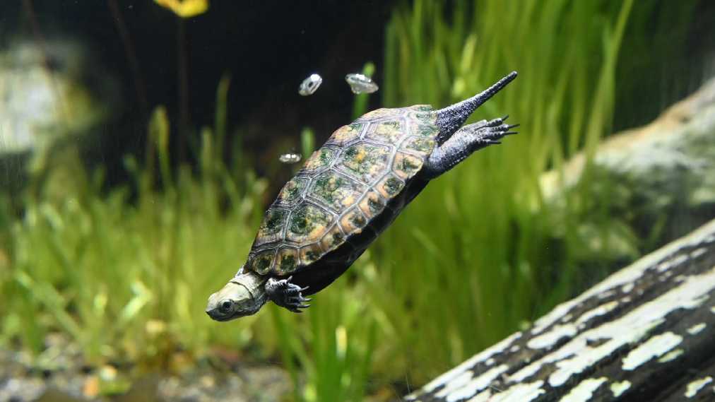 ニホンイシガメ