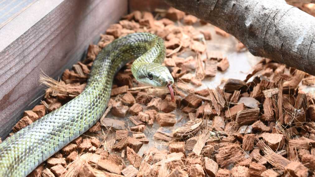 アオダイショウ