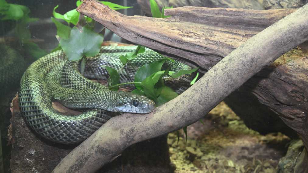 アオダイショウ