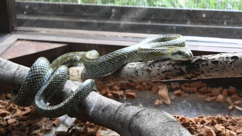 アオダイショウ