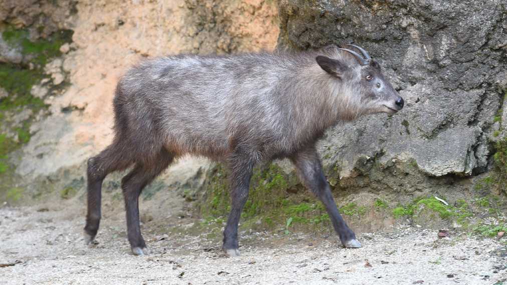 ニホンカモシカ