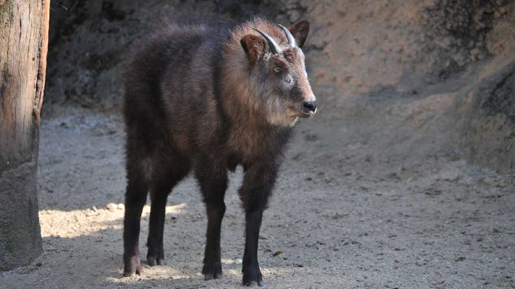 ニホンカモシカ2