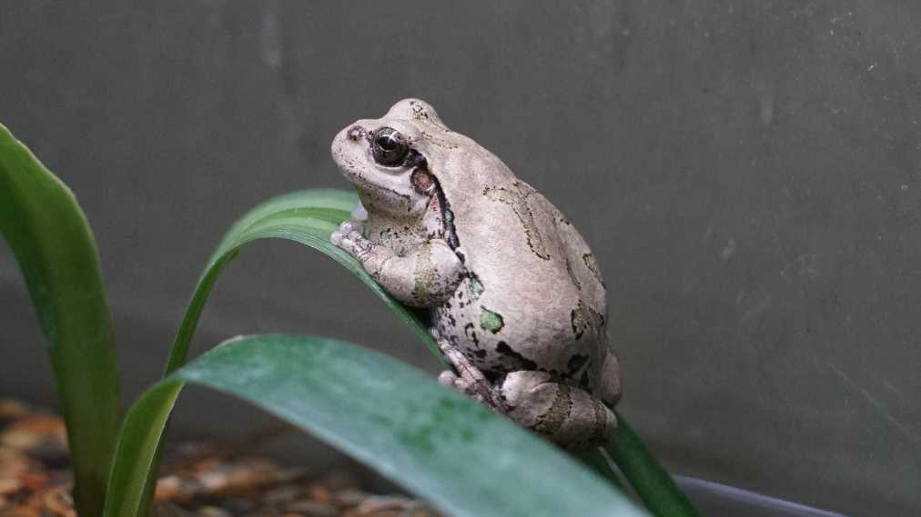 ニホンアマガエル