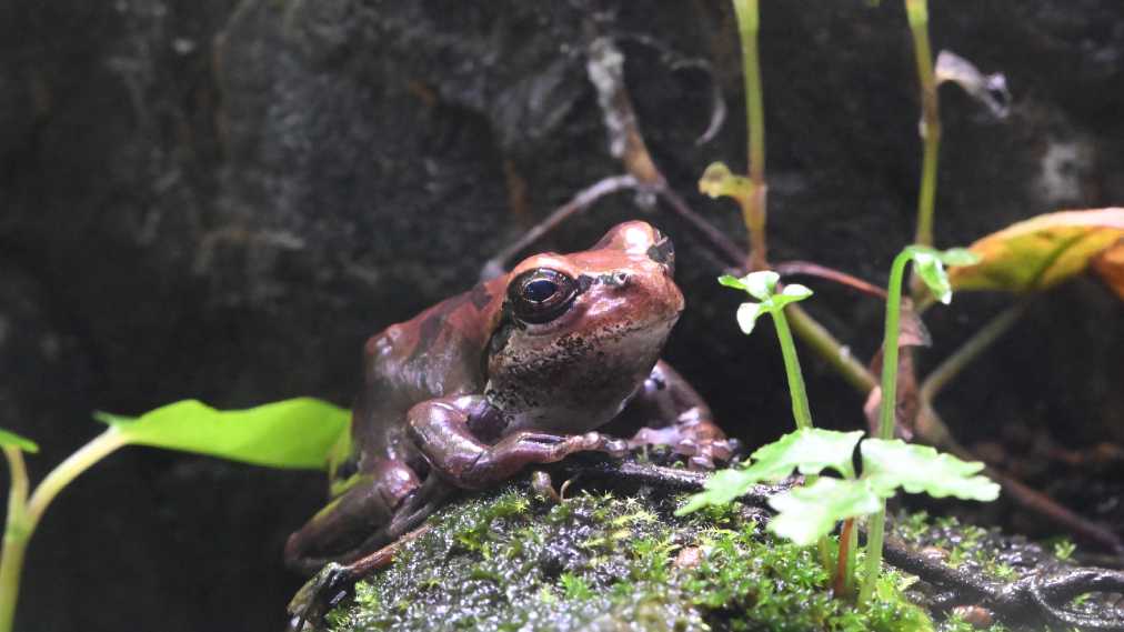 ニホンアマガエル