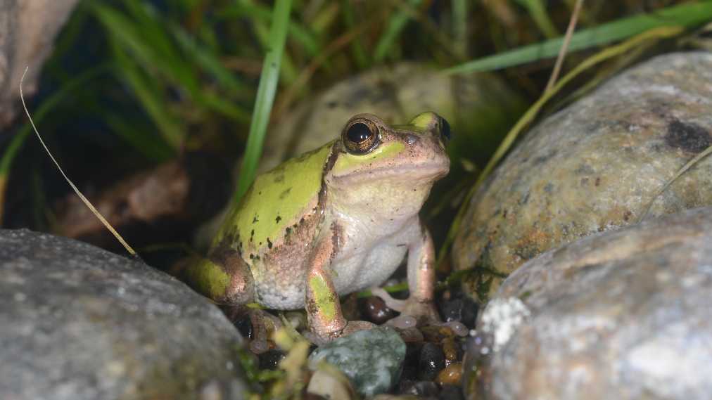 ニホンアマガエル