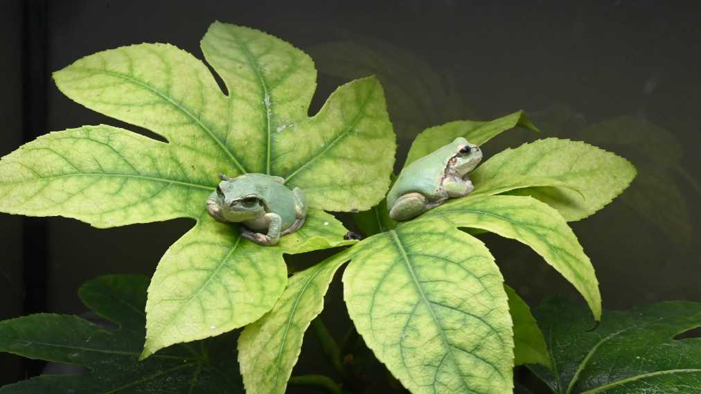 ニホンアマガエル