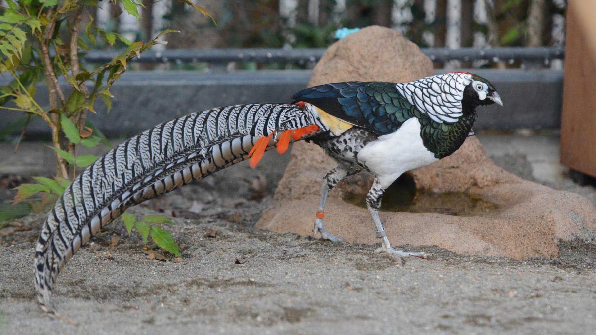 デマレルーセットオオコウモリ