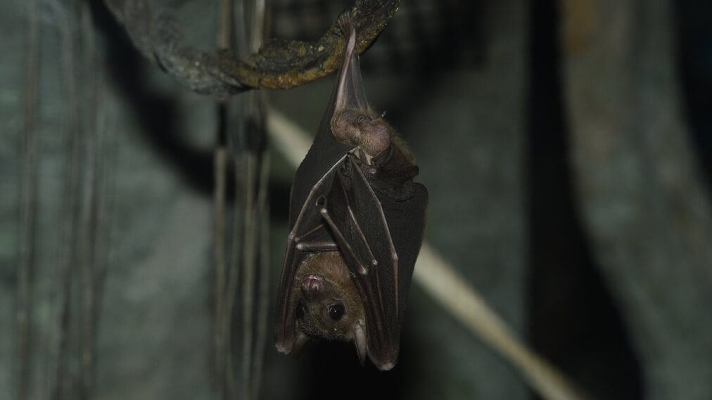 デマレルーセットオオコウモリ