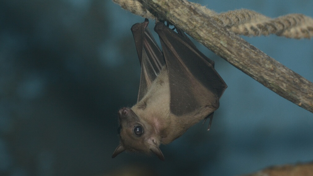 デマレルーセットオオコウモリ