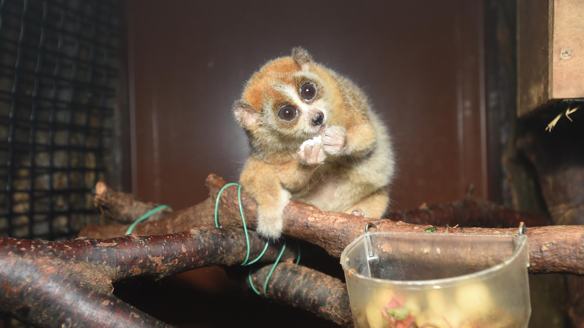 レッサースローロリス