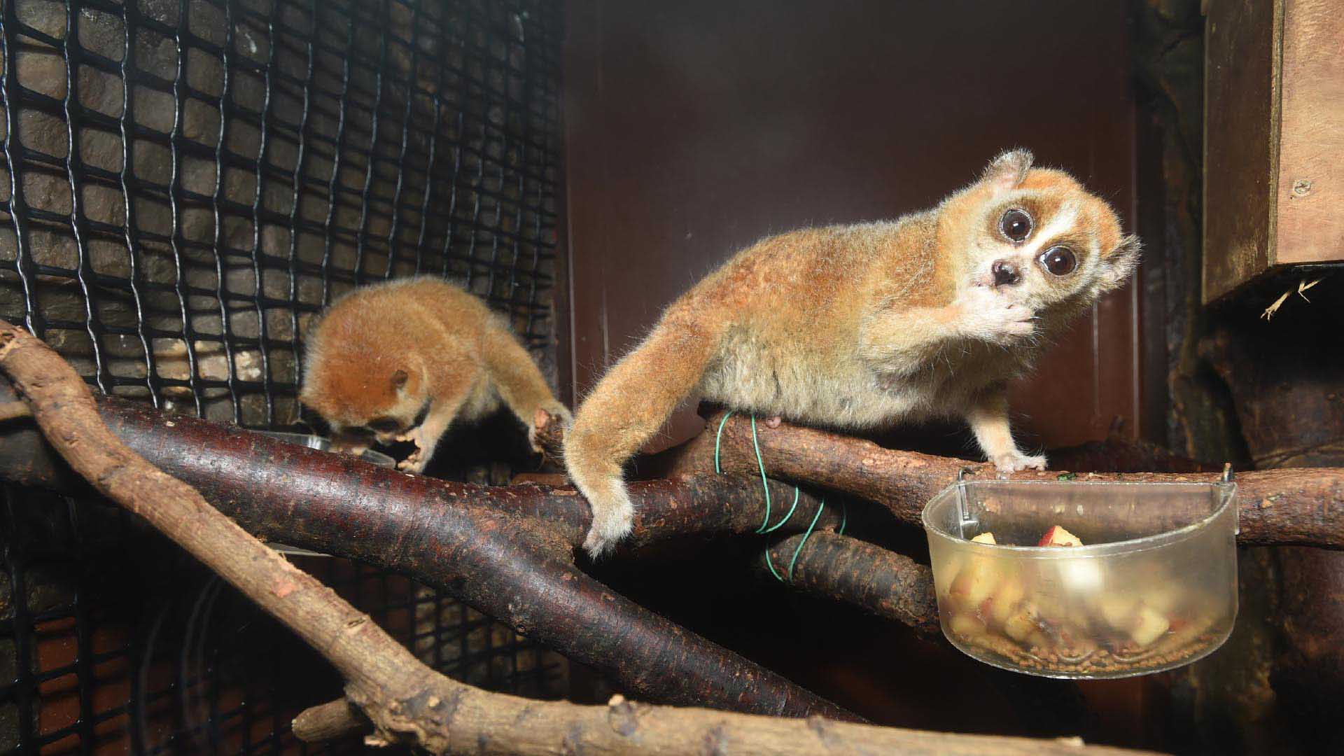 レッサースローロリス