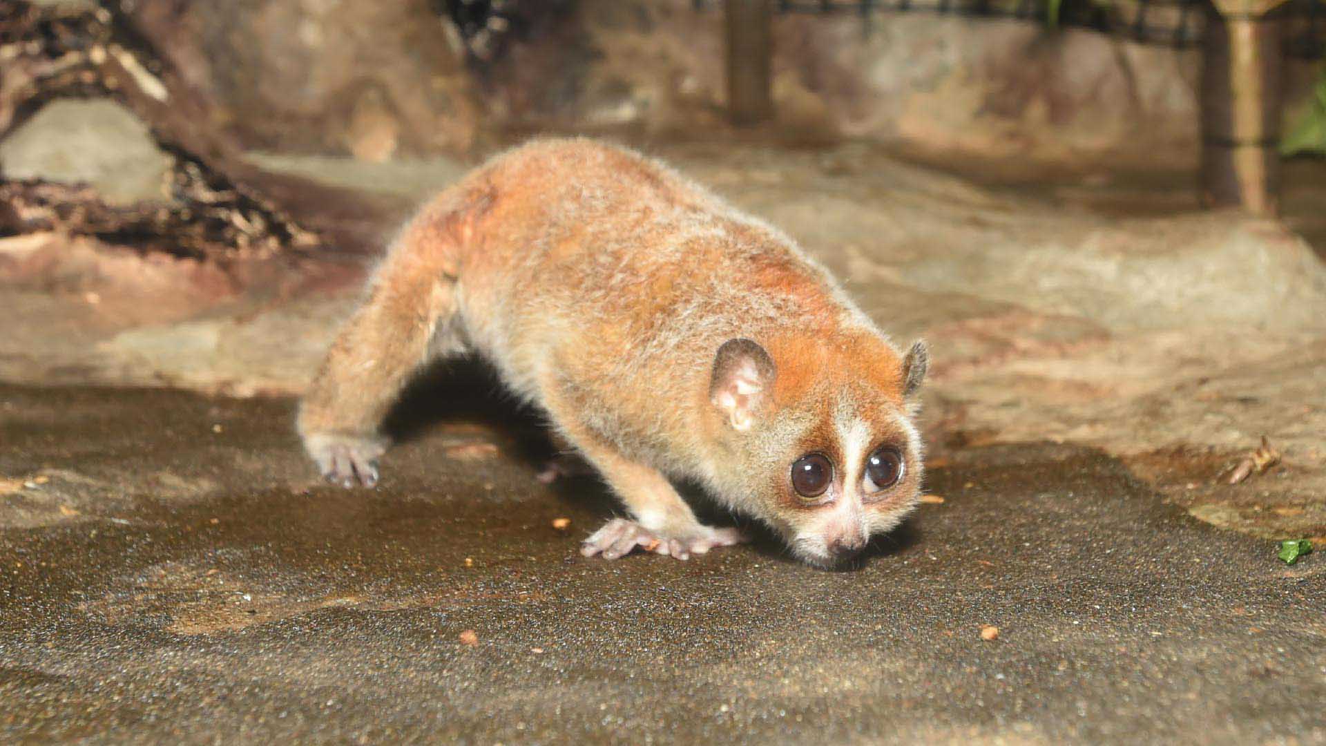 レッサースローロリス